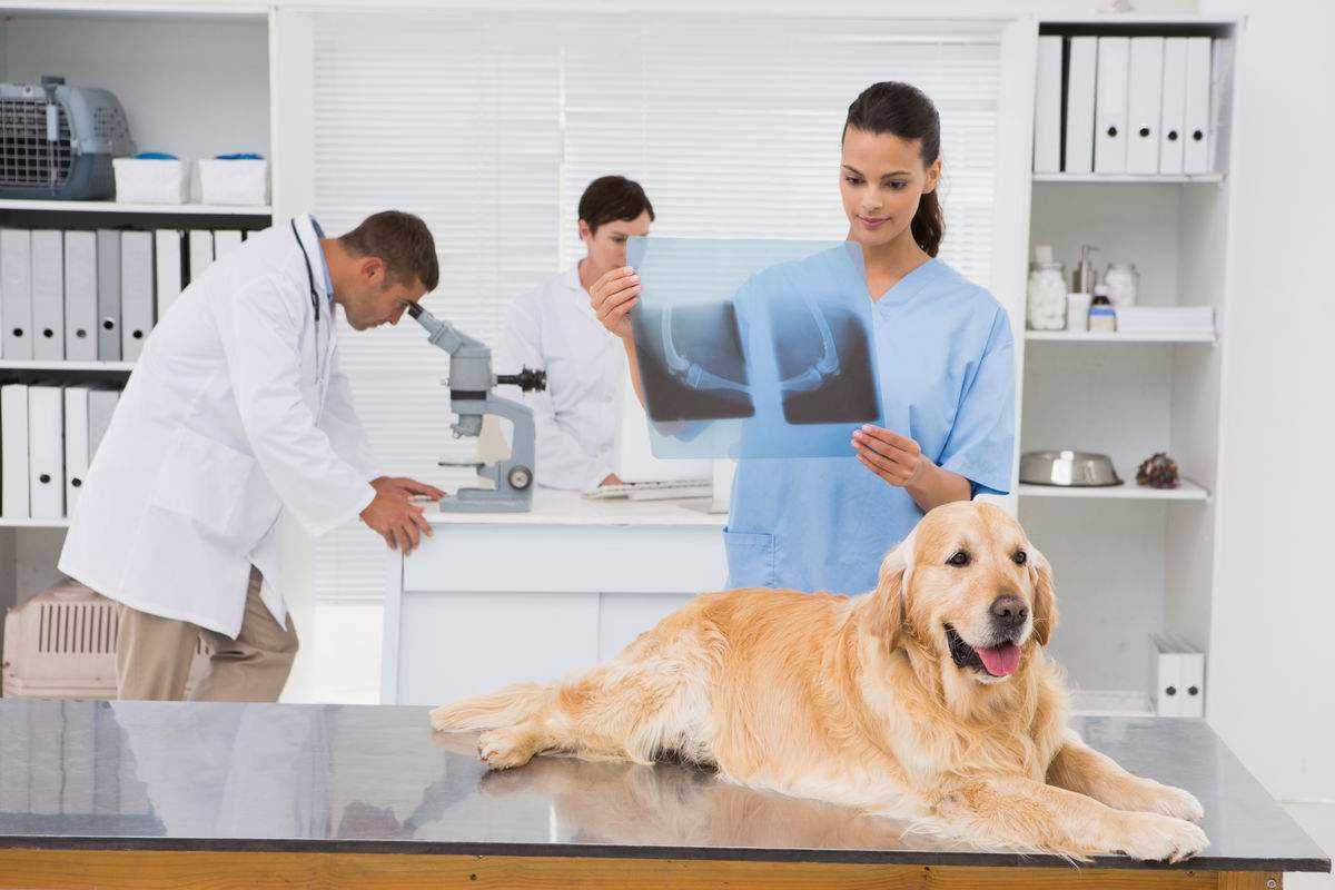 浅谈宠物医疗APP开发具备的功能与价值